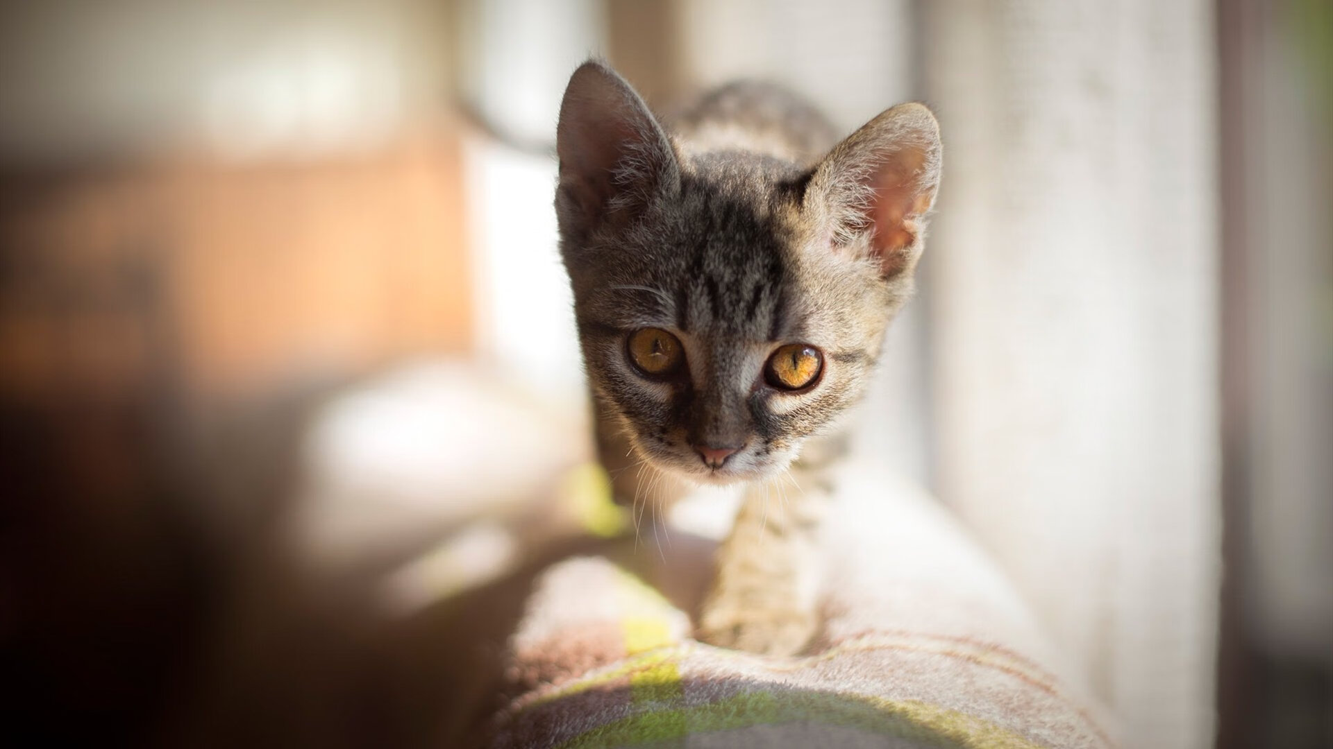 绝境之巅，乔治抢七夜封神，评分拉满的背后