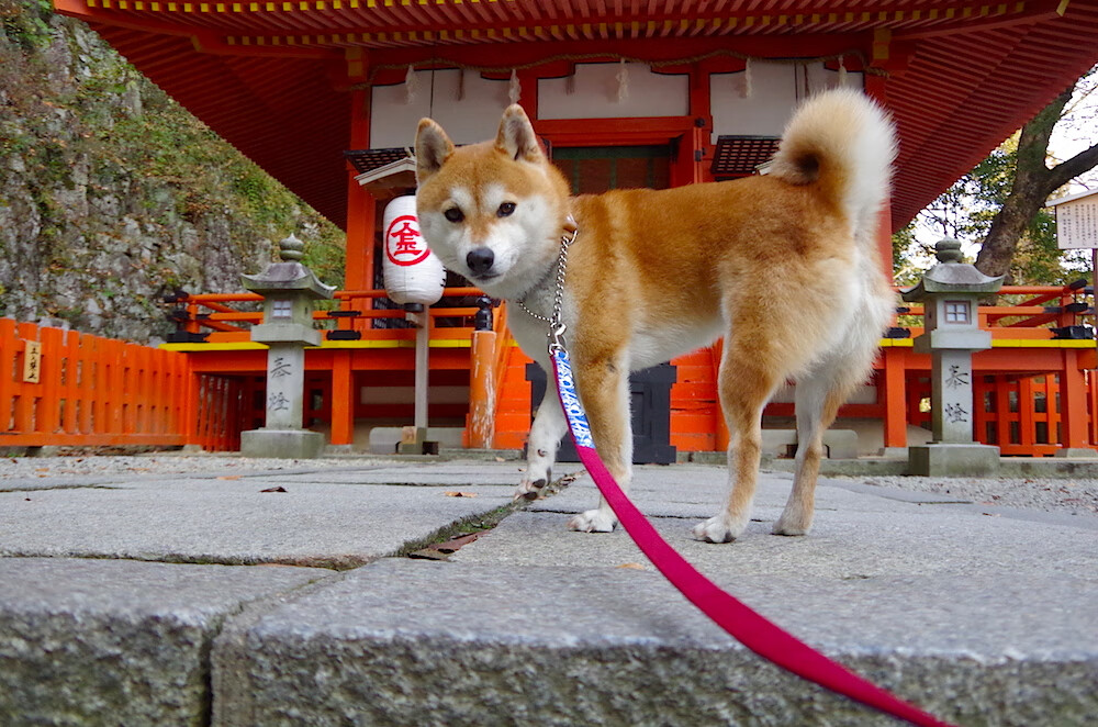 2026世界杯焦点战前瞻，奇才式战术革命如何正面击溃传统公牛阵型