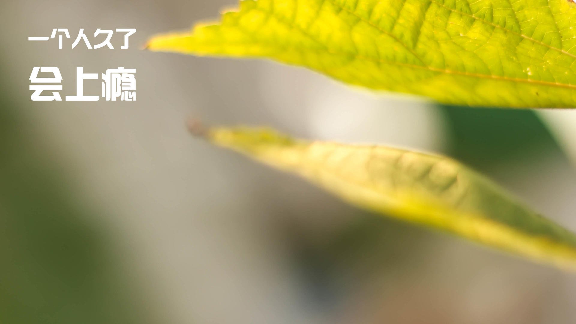 德罗赞末节封神，浙江队终结开拓者连胜神话